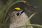 Goldcrest 